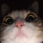 MrMeow001's Avatar'