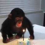 Monkey_Man745's Avatar'