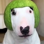 Papa_Panda18's Avatar'