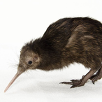 KiwiMolina9's Avatar