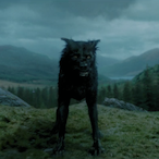 Nine_Wolves's Avatar'