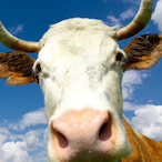 BauernBuff's Avatar'