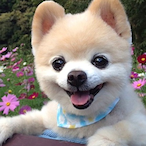 prime_rari's Avatar'