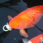 breakshadow's Avatar'