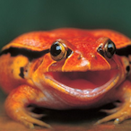 HappyFrog2222's Avatar'