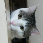 Pimplepart's Avatar'