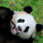 SoupyPanda's Avatar'