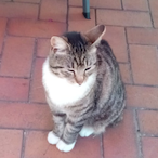 DieHauskatze's Avatar'