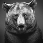 nalegus's Avatar'