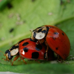 Lady._.BUG's Avatar'