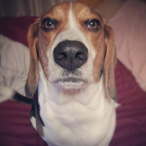 HS.Crazy.Beagle's Avatar'