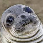 szeraFR's Avatar'
