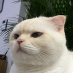 ponderinqsTTV's Avatar'