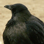 Xx_FatCrow_xX's Avatar'