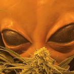 JNXZN's Avatar'