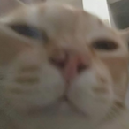 Catazel's Avatar'