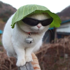 IIIDabombIII's Avatar'