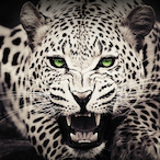 MatheusRNG's Avatar'