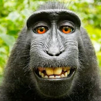 PORCACCIODIO's Avatar'