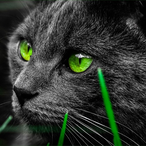 OuO_rexlai's Avatar'