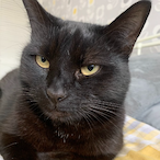 InfinityIXX's Avatar'