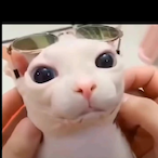 Printfish's Avatar'