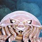 Cainonsticks's Avatar'