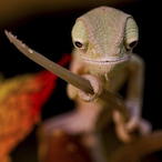 AMEACrusader's Avatar'