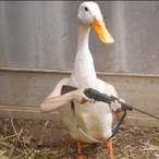 TheRealQuackMan's Avatar'