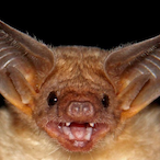 Jolly.BAT's Avatar'