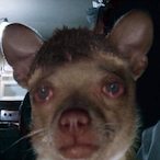 WAB_JEWBACCA's Avatar'