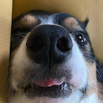 PossiblySkyeDog's Avatar'