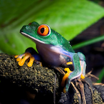 FrogCumb's Avatar'