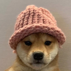 TiredShibaInu's Avatar'