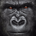 StaggeringWind's Avatar