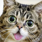 TheDrunkCat.'s Avatar'