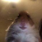 staring-hamster's Avatar'