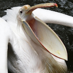 PinetreeBirb's Avatar'