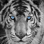 Talk4daddy's Avatar'