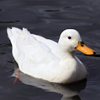 Quack_Quack12's Avatar'