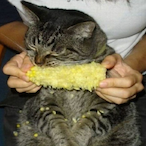 cheesyritos's Avatar'