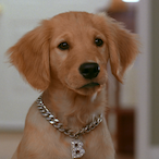 bdawg407's Avatar'