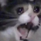 StrogonofDeGato's Avatar'