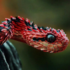 Brazilian_Snake's Avatar