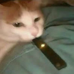 Toast3rWaffl3s's Avatar'