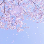 Sakura._.v's Avatar'