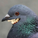 Smiling_Pigeon's Avatar'