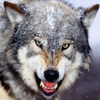 L0n3w0lf1971's Avatar