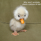 KingVoxYoutube's Avatar