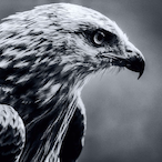 Flyby_Gaming's Avatar'